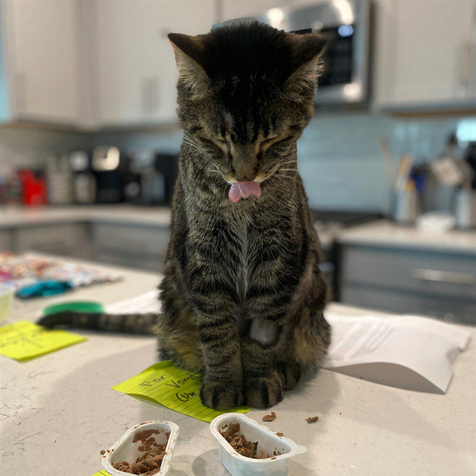 Julie's Purrfessional Cat Care