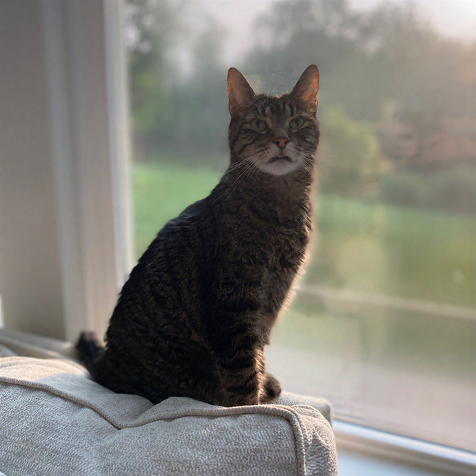 Julie's Purrfessional Cat Care