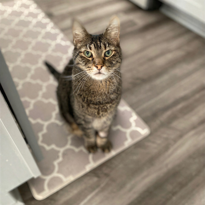 Julie's Purrfessional Cat Care