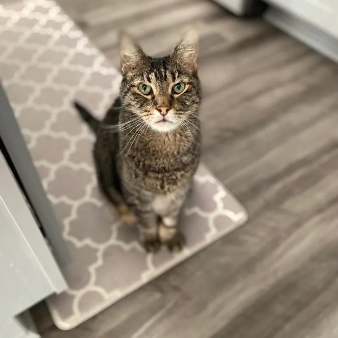 Purrfessional Cat Care - Made To Meet Your Kitty Sitting Needs