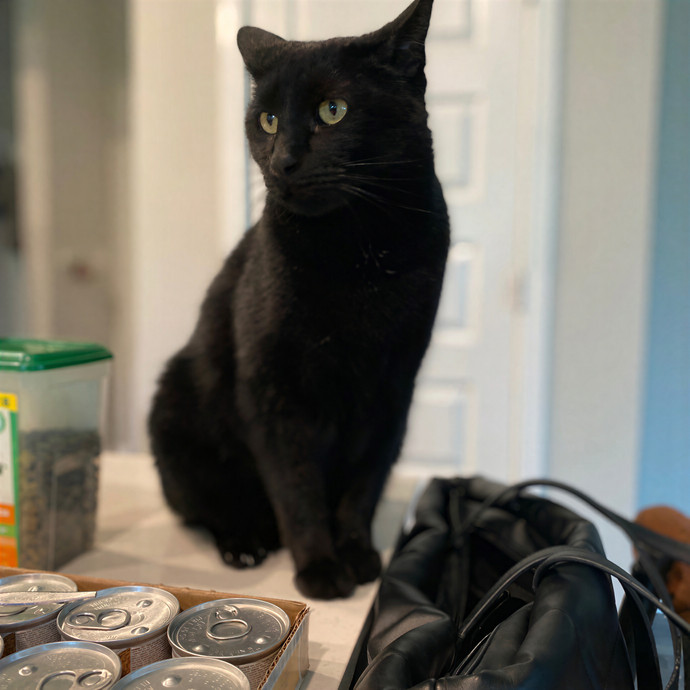 Julie's Purrfessional Cat Care