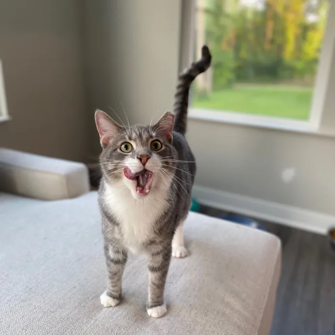 Purrfessional Cat Care - Made To Meet Your Kitty Sitting Needs