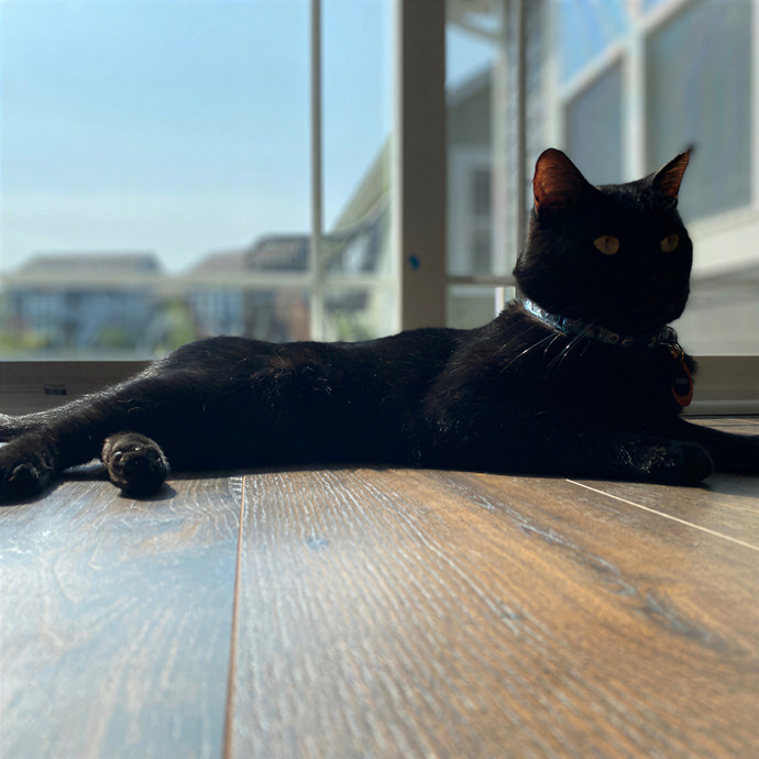 Julie's Purrfessional Cat Care