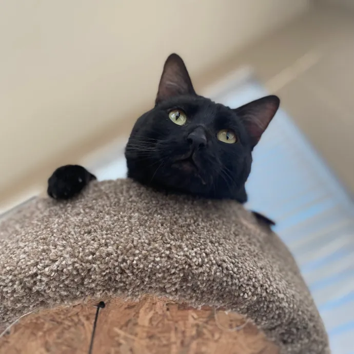 Purrfessional Cat Care - Made To Meet Your Kitty Sitting Needs