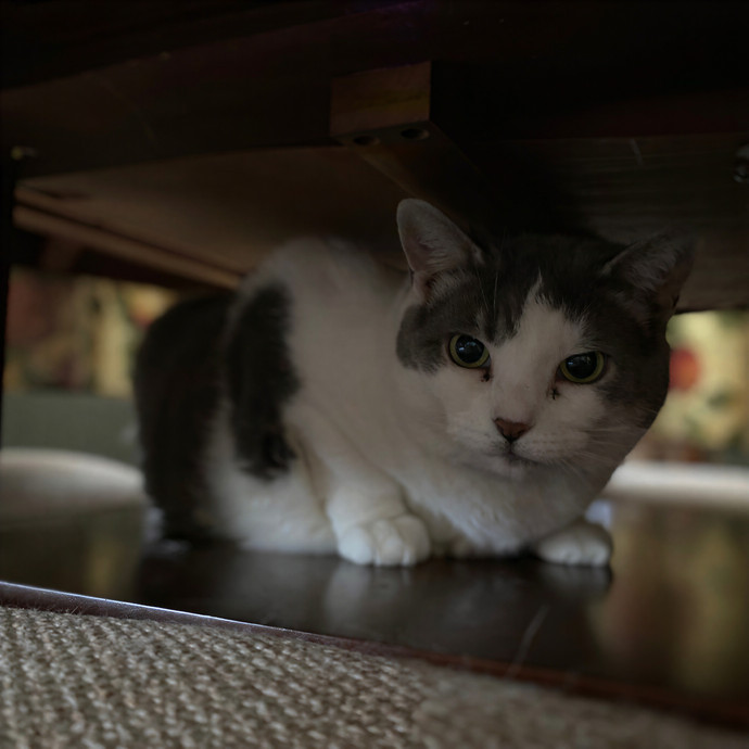 Julie's Purrfessional Cat Care