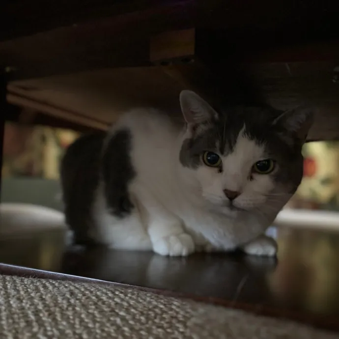 Purrfessional Cat Care - Made To Meet Your Kitty Sitting Needs