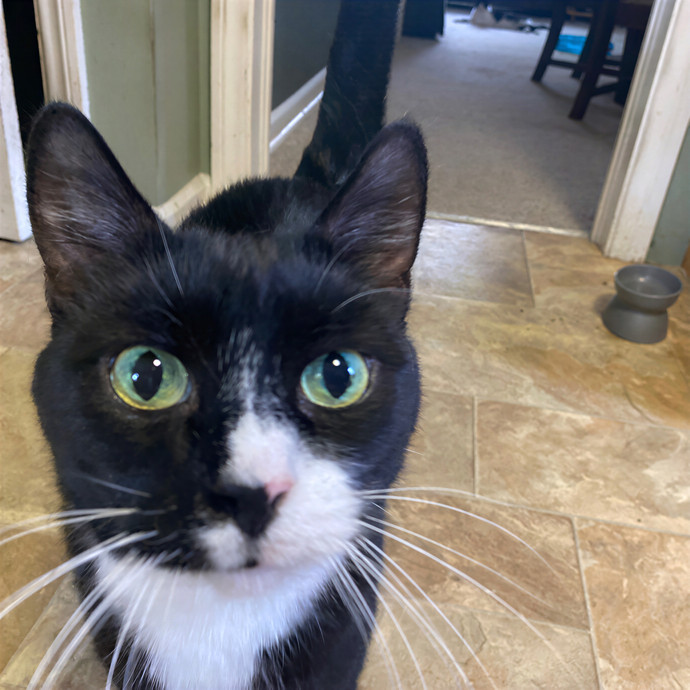 Julie's Purrfessional Cat Care