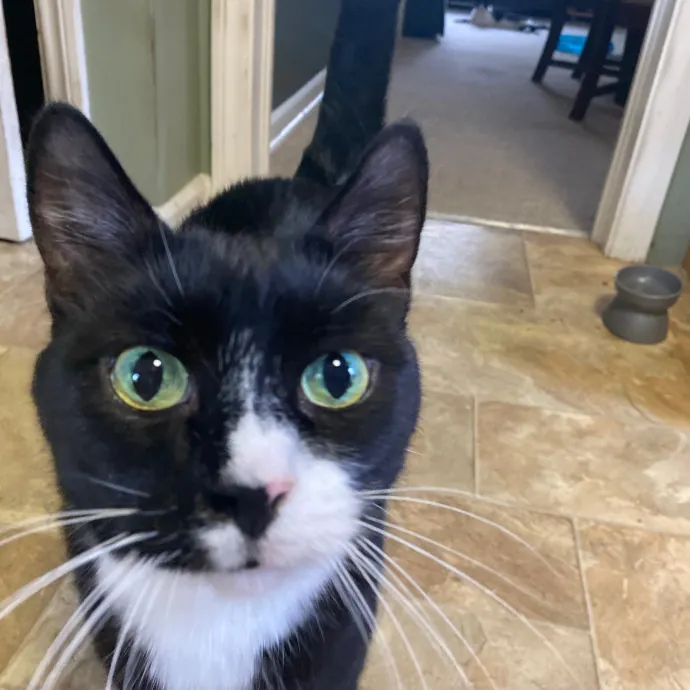 Purrfessional Cat Care - Made To Meet Your Kitty Sitting Needs