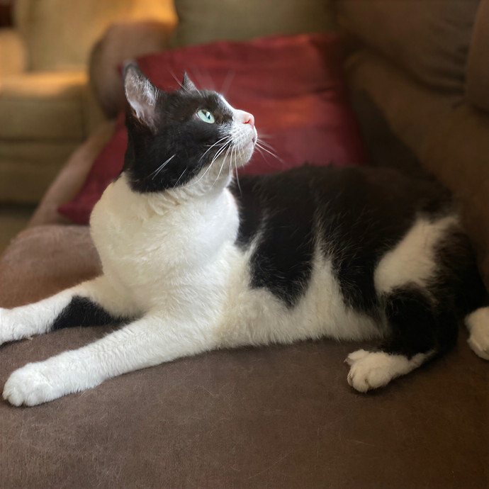 Julie's Purrfessional Cat Care