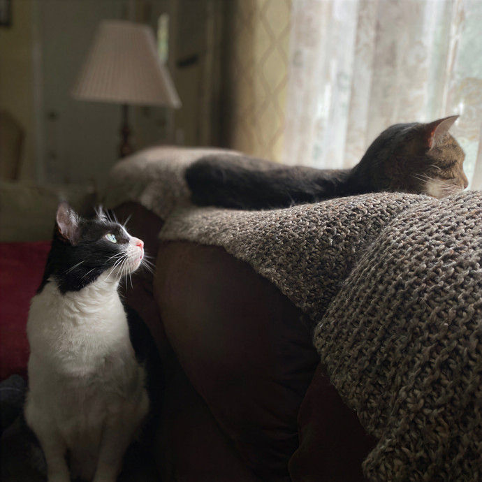 Julie's Purrfessional Cat Care