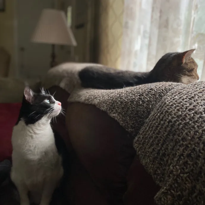 Purrfessional Cat Care - Made To Meet Your Kitty Sitting Needs