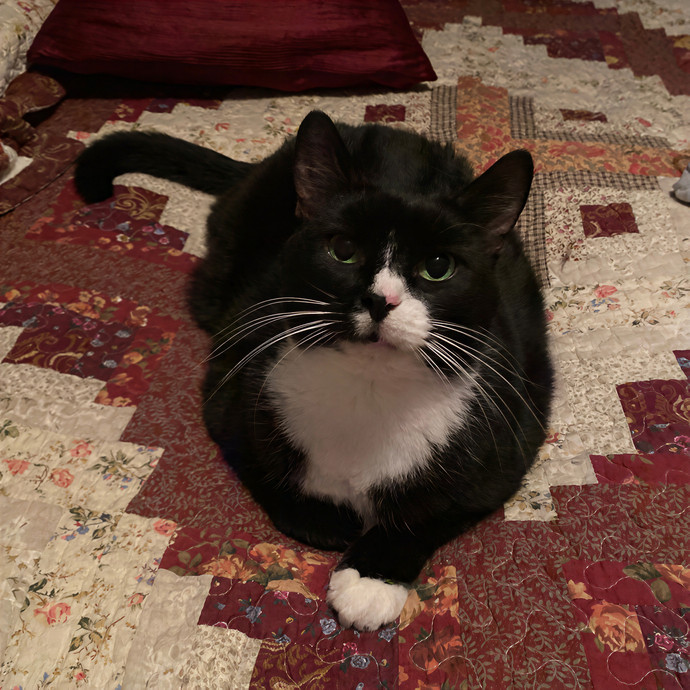 Julie's Purrfessional Cat Care