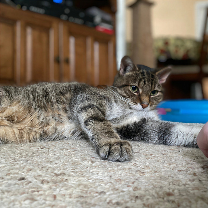 Julie's Purrfessional Cat Care