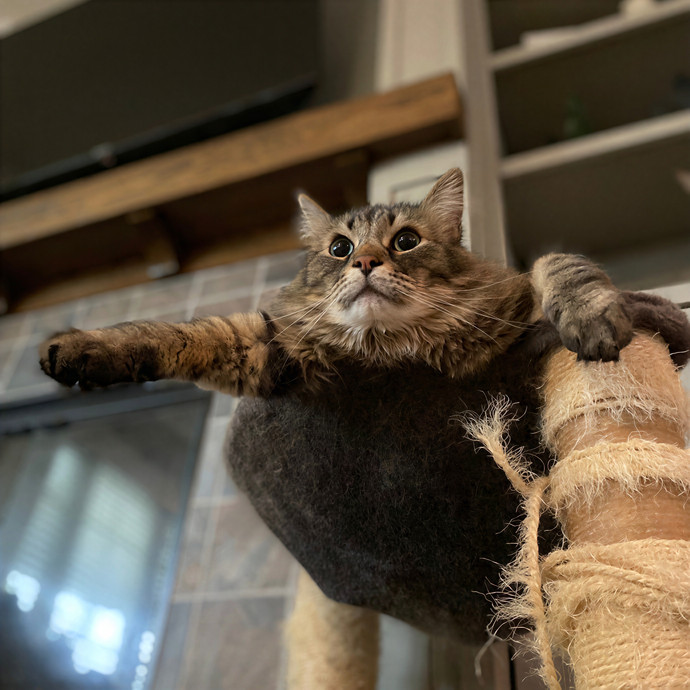 Julie's Purrfessional Cat Care