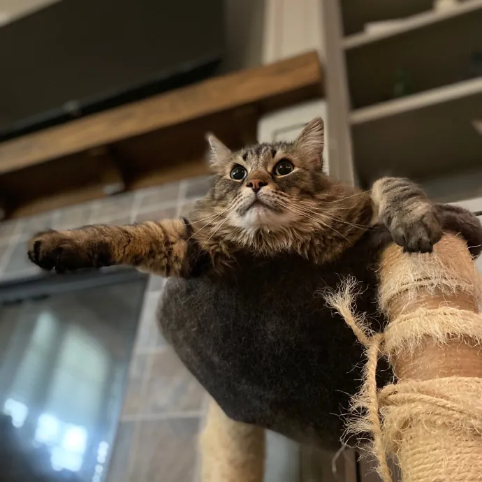 Purrfessional Cat Care - Made To Meet Your Kitty Sitting Needs