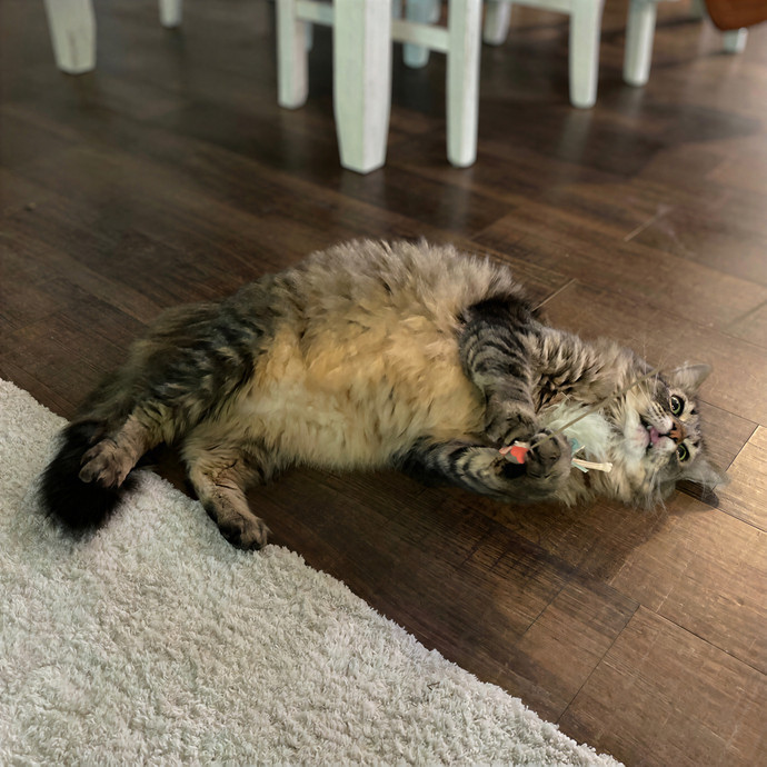 Julie's Purrfessional Cat Care