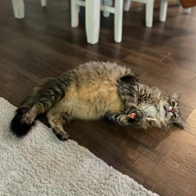 Purrfessional Cat Care - Made To Meet Your Kitty Sitting Needs