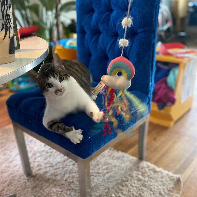 Julie's Purrfessional Cat Care