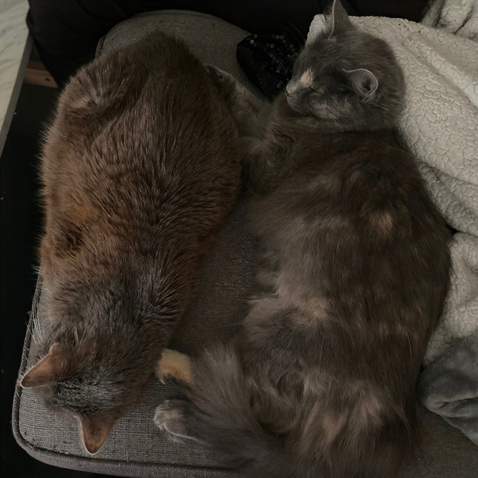 Julie's Purrfessional Cat Care