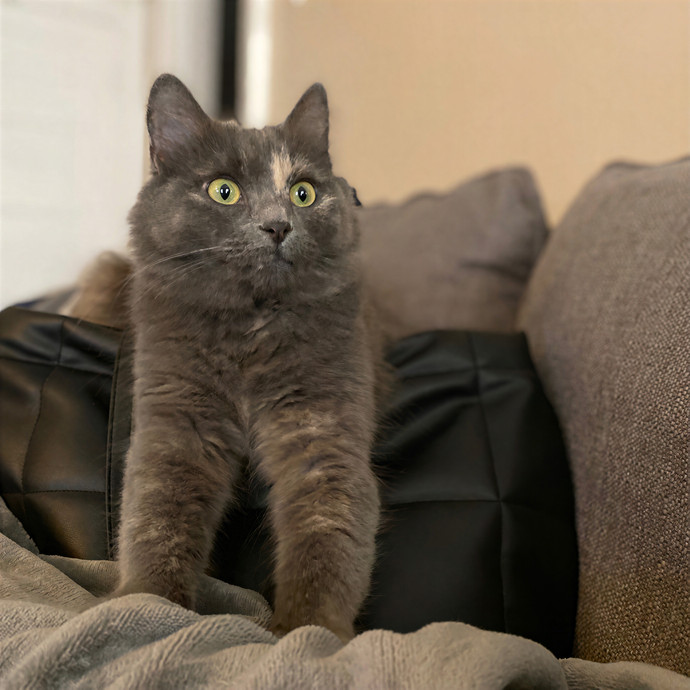 Julie's Purrfessional Cat Care