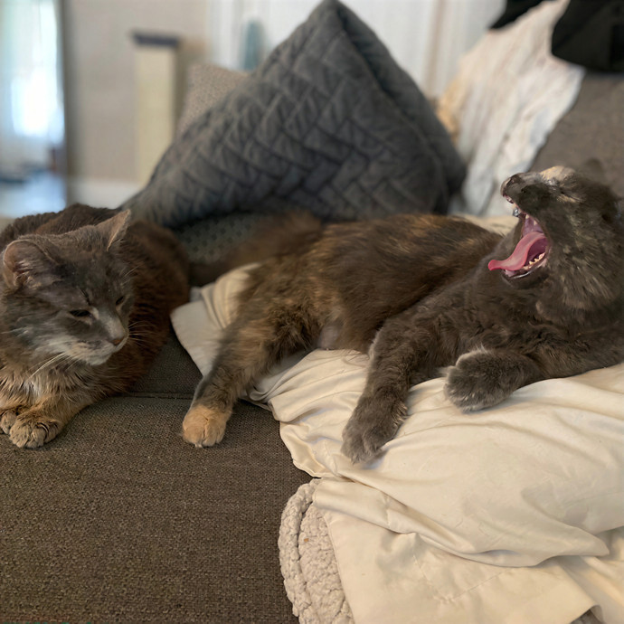 Julie's Purrfessional Cat Care