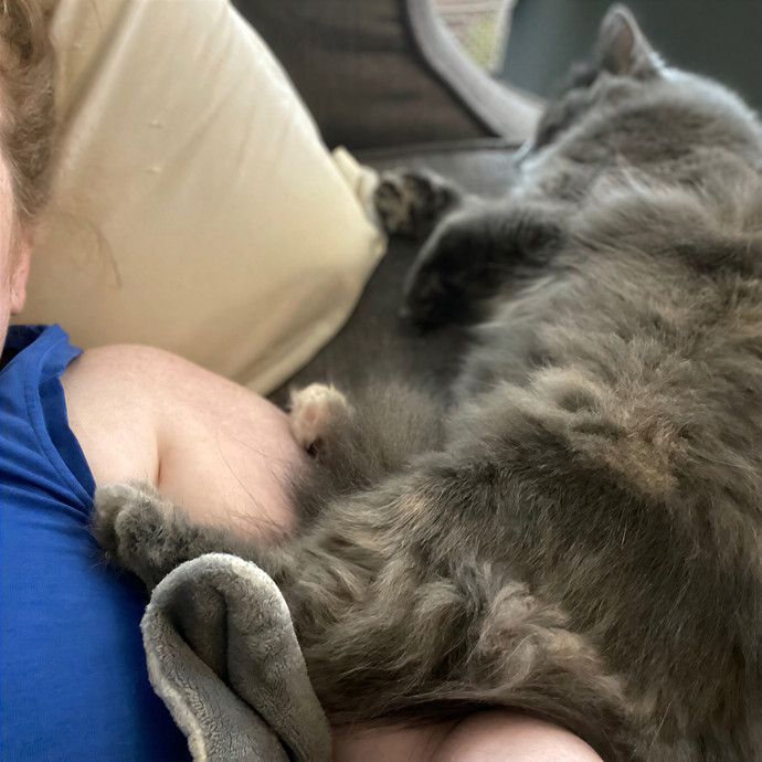 Julie's Purrfessional Cat Care