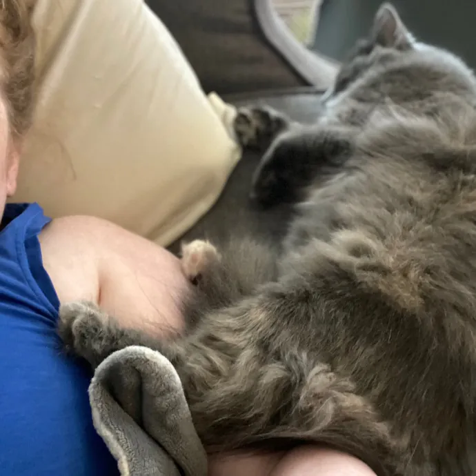 Purrfessional Cat Care - Made To Meet Your Kitty Sitting Needs