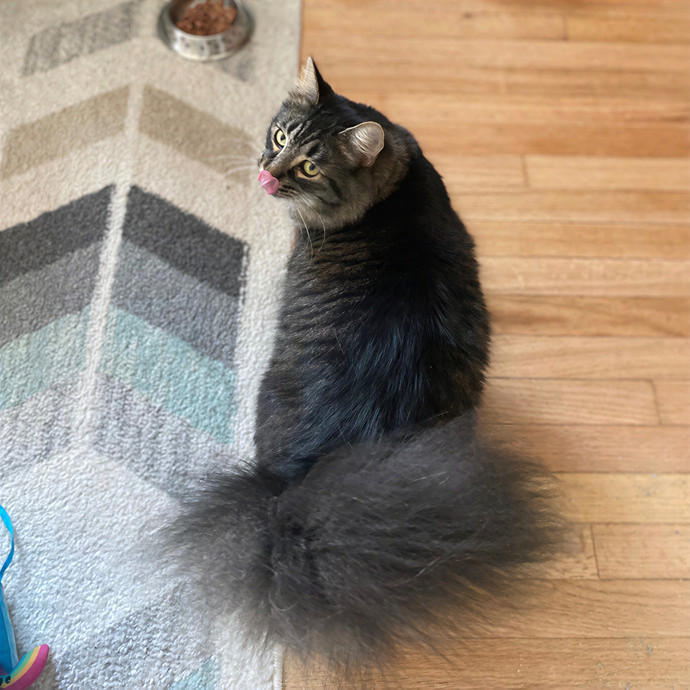 Julie's Purrfessional Cat Care