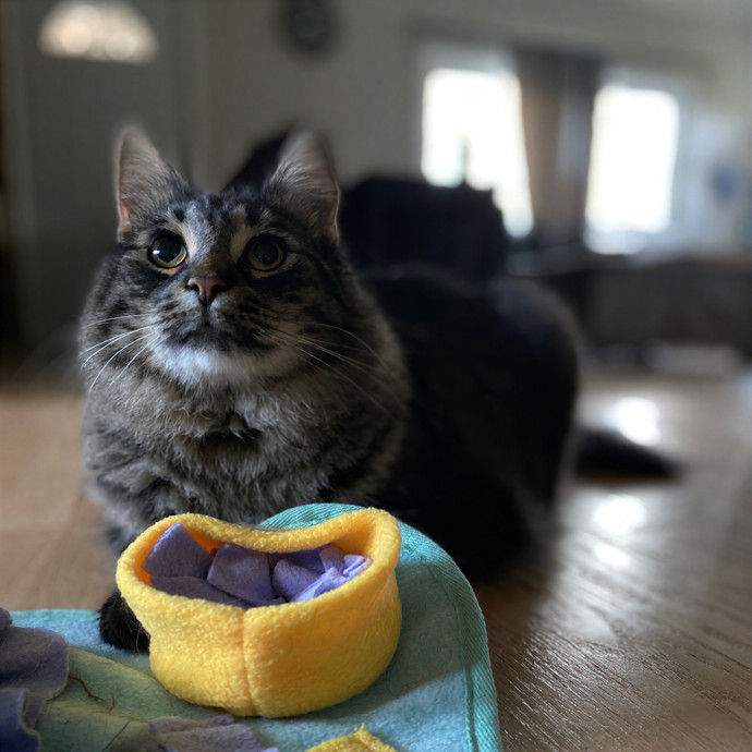 Julie's Purrfessional Cat Care