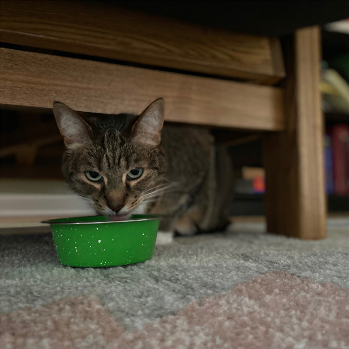 Julie's Purrfessional Cat Care