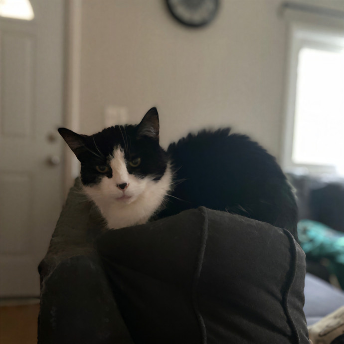 Julie's Purrfessional Cat Care