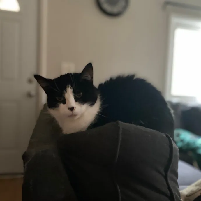 Purrfessional Cat Care - Made To Meet Your Kitty Sitting Needs