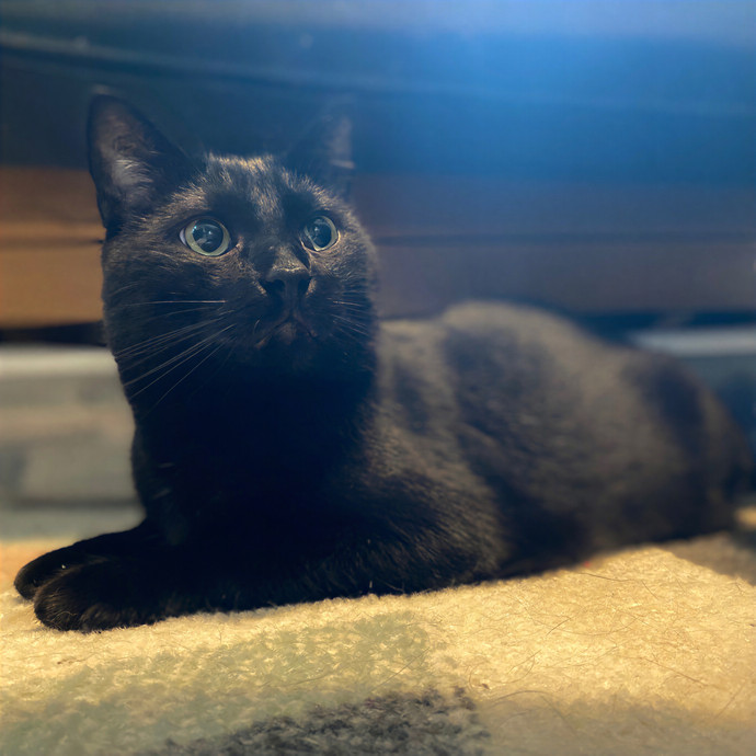 Julie's Purrfessional Cat Care