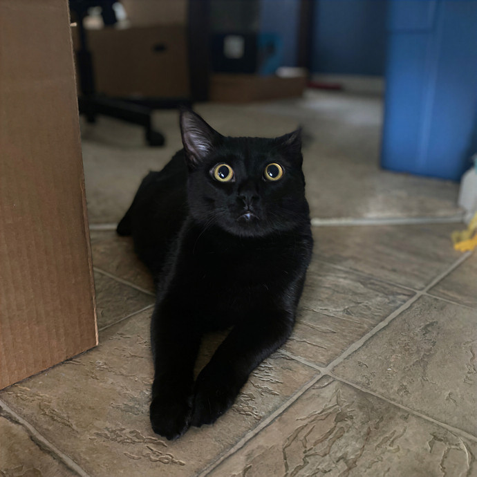 Julie's Purrfessional Cat Care