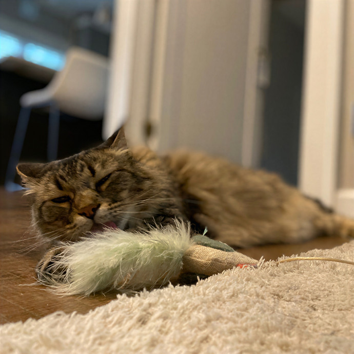 Julie's Purrfessional Cat Care