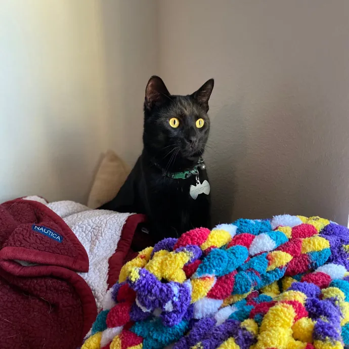 Purrfessional Cat Care - Made To Meet Your Kitty Sitting Needs