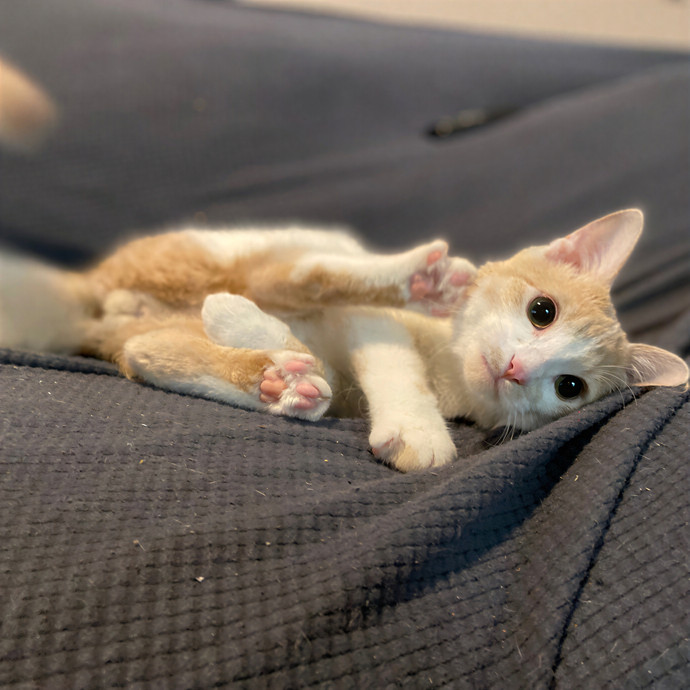 Julie's Purrfessional Cat Care