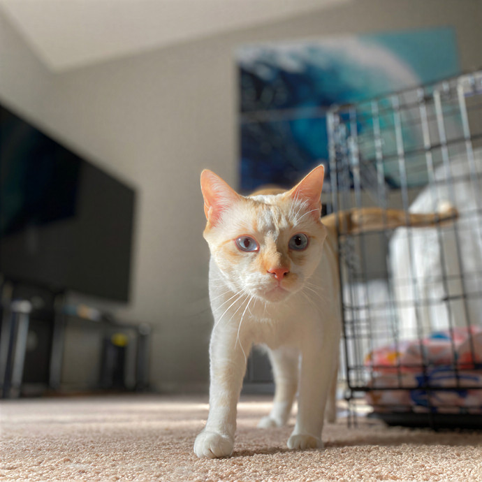 Julie's Purrfessional Cat Care