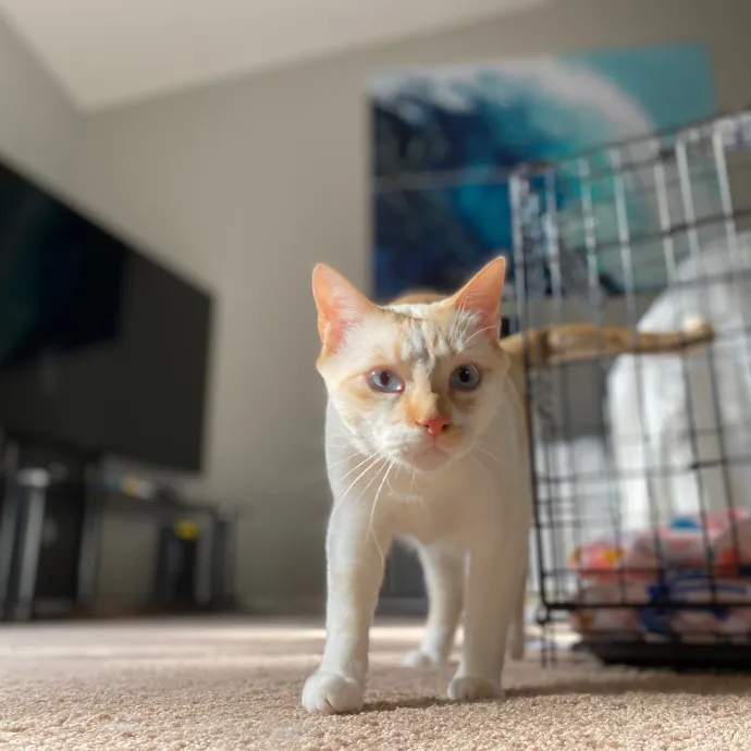 Purrfessional Cat Care - Made To Meet Your Kitty Sitting Needs