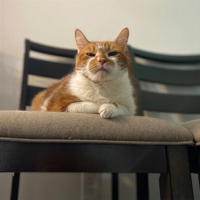Julie's Purrfessional Cat Care