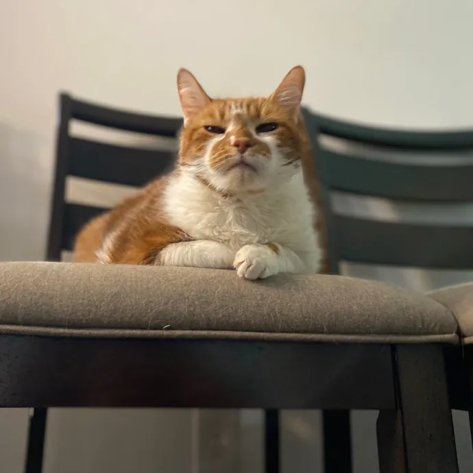 Purrfessional Cat Care - Made To Meet Your Kitty Sitting Needs