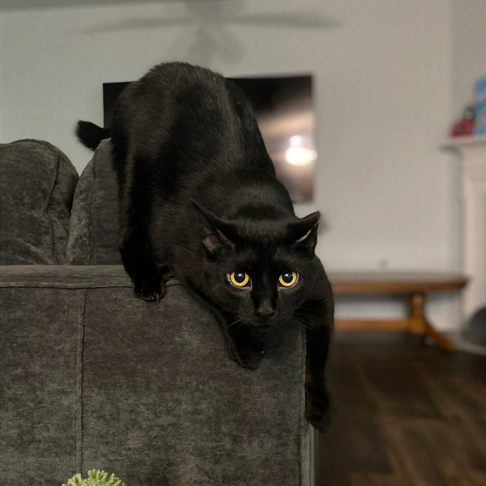 Julie's Purrfessional Cat Care