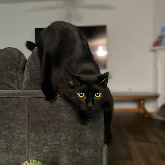 Purrfessional Cat Care - Made To Meet Your Kitty Sitting Needs