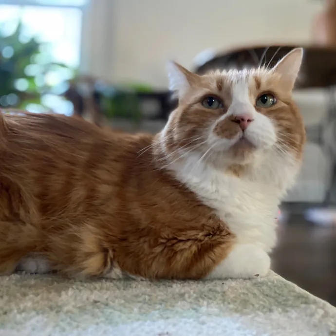 Purrfessional Cat Care - Made To Meet Your Kitty Sitting Needs