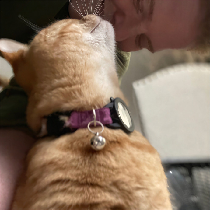 Julie's Purrfessional Cat Care
