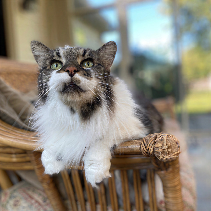 Julie's Purrfessional Cat Care