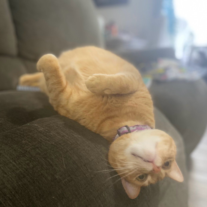 Julie's Purrfessional Cat Care