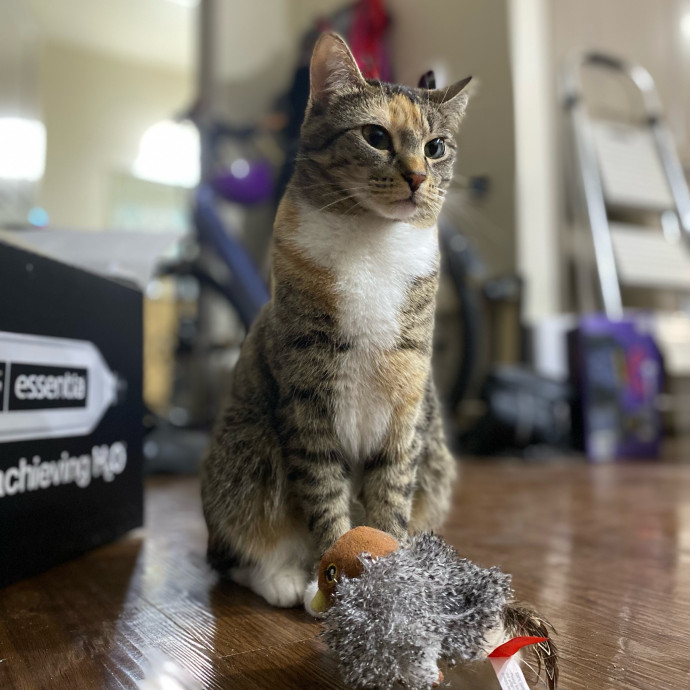 Julie's Purrfessional Cat Care
