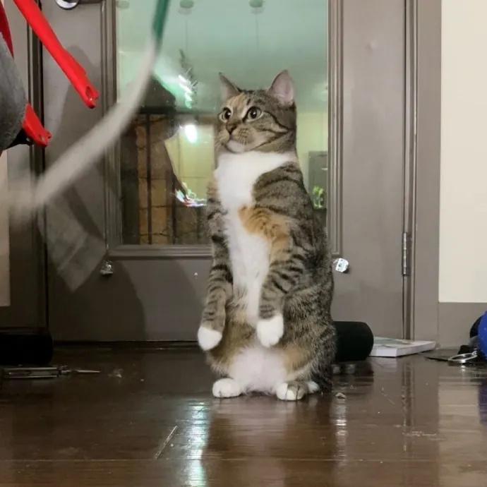 Purrfessional Cat Care - Made To Meet Your Kitty Sitting Needs