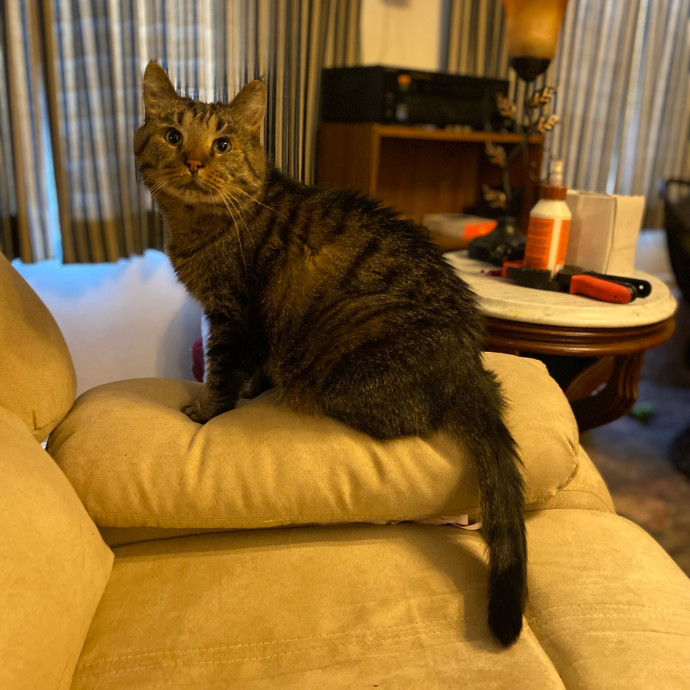 Julie's Purrfessional Cat Care